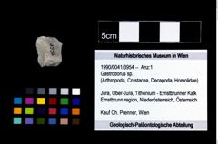 Foto (Objekt + Etikett) von Gastrodorus sp.  (NHMW-GEO-1990-0041-3954)